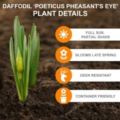 14/16cm, Pheasant's Eye Daffodil Flower Bulbs, White (Bag Of 25) -Garden State Bulb garden state bulb flower bulbs ecf 119 25 01 c3 1000