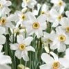 14/16 Cm, Pheasant's Eye Daffodil Flower Bulbs, White (Bag Of 250) -Garden State Bulb garden state bulb flower bulbs ecf 119 250 10 64 1000