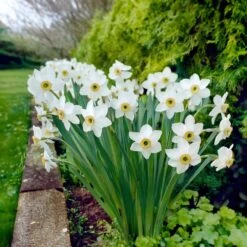14/16 Cm, Pheasant's Eye Daffodil Flower Bulbs, White (Bag Of 50) 17 14/16 Cm, Pheasant's Eye Daffodil Flower Bulbs, White (Bag Of 50) -Garden State Bulb garden state bulb flower bulbs ecf 119 50 02 31 1000
