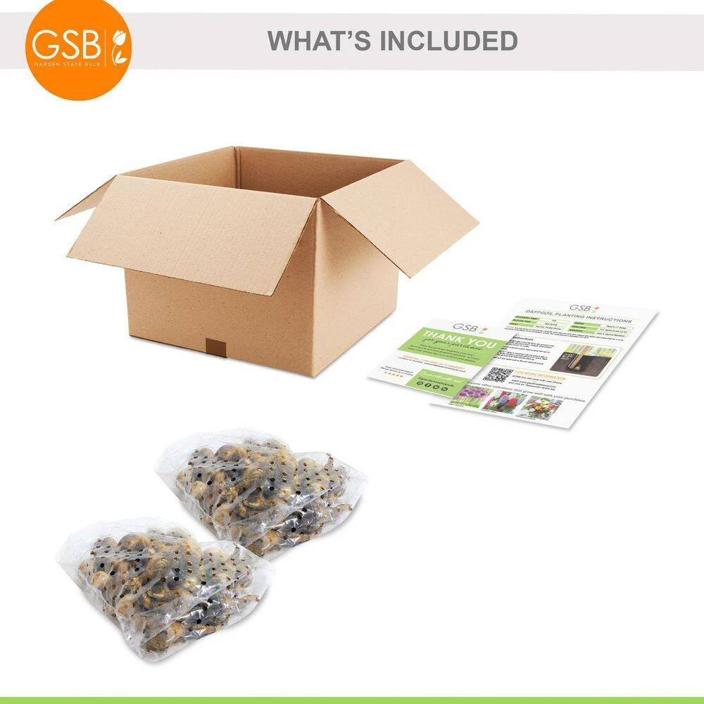 14/16 Cm, Pheasant's Eye Daffodil Flower Bulbs, White (Bag Of 50) 9 14/16 Cm, Pheasant's Eye Daffodil Flower Bulbs, White (Bag Of 50) - Image 7