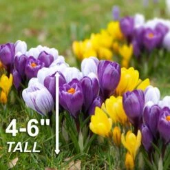 8/9 Cm Dutch Crocus Bulbs Large Flowering Mixed (Bag Of 100) -Garden State Bulb garden state bulb flower bulbs ecf 12 100 44 1000