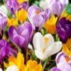 8/9 Cm Dutch Crocus Bulbs Large Flowering Mixed (Bag Of 100) 2 8/9 Cm Dutch Crocus Bulbs Large Flowering Mixed (Bag Of 100) -Garden State Bulb garden state bulb flower bulbs ecf 12 100 64 1000