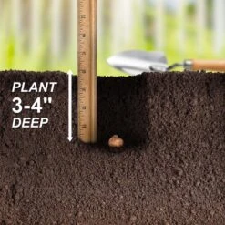 8/9 Cm Dutch Crocus Bulbs Large Flowering Mixed (Bag Of 100) -Garden State Bulb garden state bulb flower bulbs ecf 12 100 fa 1000