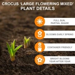 8/9 Cm Dutch Crocus Bulbs Large Flowering Mixed (Bag Of 200) -Garden State Bulb garden state bulb flower bulbs ecf 12 200 1f 1000