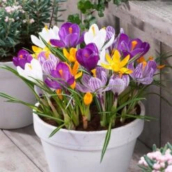 8/9 Cm Dutch Crocus Bulbs Large Flowering Mixed (Bag Of 200) -Garden State Bulb garden state bulb flower bulbs ecf 12 200 31 1000