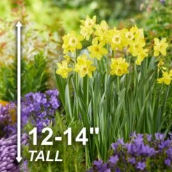 12/14 Cm, Jonquilla Pipit Daffodil Flower Bulbs (Bag Of 100) -Garden State Bulb garden state bulb flower bulbs ecf 120 100 04 4f 1000