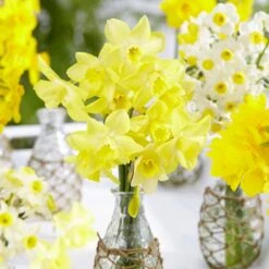 12/14 Cm, Jonquilla Pipit Daffodil Flower Bulbs (Bag Of 250) -Garden State Bulb garden state bulb flower bulbs ecf 120 250 10 31 1000