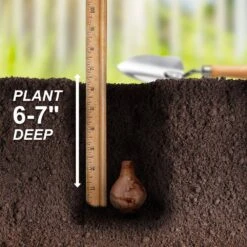 12/14 Cm, Jonquilla Pipit Daffodil Flower Bulbs (Bag Of 250) -Garden State Bulb garden state bulb flower bulbs ecf 120 250 10 44 1000