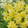 12/14 Cm, Jonquilla Pipit Daffodil Flower Bulbs (Bag Of 250) -Garden State Bulb garden state bulb flower bulbs ecf 120 250 10 64 1000