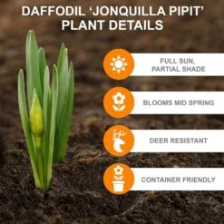 12/14 Cm, Jonquilla Pipit Daffodil Flower Bulbs (Bag Of 250) -Garden State Bulb garden state bulb flower bulbs ecf 120 250 10 c3 1000