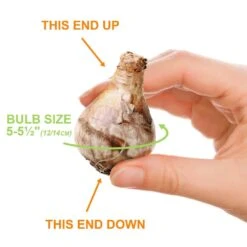 12/14 Cm, Jonquilla Pipit Daffodil Flower Bulbs (Bag Of 50) -Garden State Bulb garden state bulb flower bulbs ecf 120 50 02 1f 1000