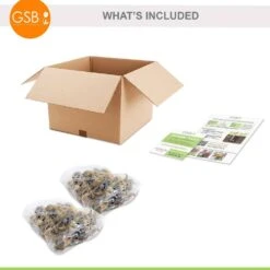 12/14 Cm, Jonquilla Pipit Daffodil Flower Bulbs (Bag Of 50) -Garden State Bulb garden state bulb flower bulbs ecf 120 50 02 76 1000