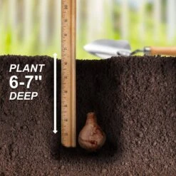 14/16 Cm, Triandrus Thalia Daffodil Flower Bulbs (Bag Of 100) -Garden State Bulb garden state bulb flower bulbs ecf 121 100 04 44 1000