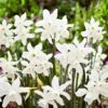 14/16 Cm, Triandrus Thalia Daffodil Flower Bulbs (Bag Of 100) -Garden State Bulb garden state bulb flower bulbs ecf 121 100 04 64 1000