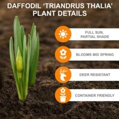 14/16 Cm, Triandrus Thalia Daffodil Flower Bulbs (Bag Of 100) -Garden State Bulb garden state bulb flower bulbs ecf 121 100 04 c3 1000