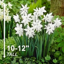 14/16 Cm, Thalia Daffodil Flower Bulbs (Bag Of 25) -Garden State Bulb garden state bulb flower bulbs ecf 121 25 01 4f 1000