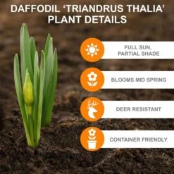 14/16 Cm, Thalia Daffodil Flower Bulbs (Bag Of 25) -Garden State Bulb garden state bulb flower bulbs ecf 121 25 01 c3 1000