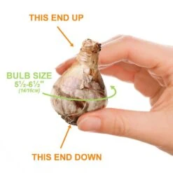 14/16 Cm, Triandrus Thalia Daffodil Flower Bulbs (Bag Of 250) -Garden State Bulb garden state bulb flower bulbs ecf 121 250 10 1f 1000