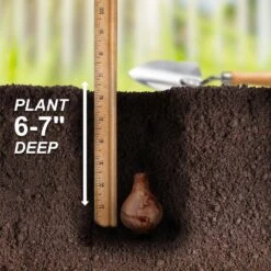 14/16 Cm, Triandrus Thalia Daffodil Flower Bulbs (Bag Of 250) -Garden State Bulb garden state bulb flower bulbs ecf 121 250 10 44 1000