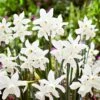 14/16 Cm, Triandrus Thalia Daffodil Flower Bulbs (Bag Of 250) -Garden State Bulb garden state bulb flower bulbs ecf 121 250 10 64 1000