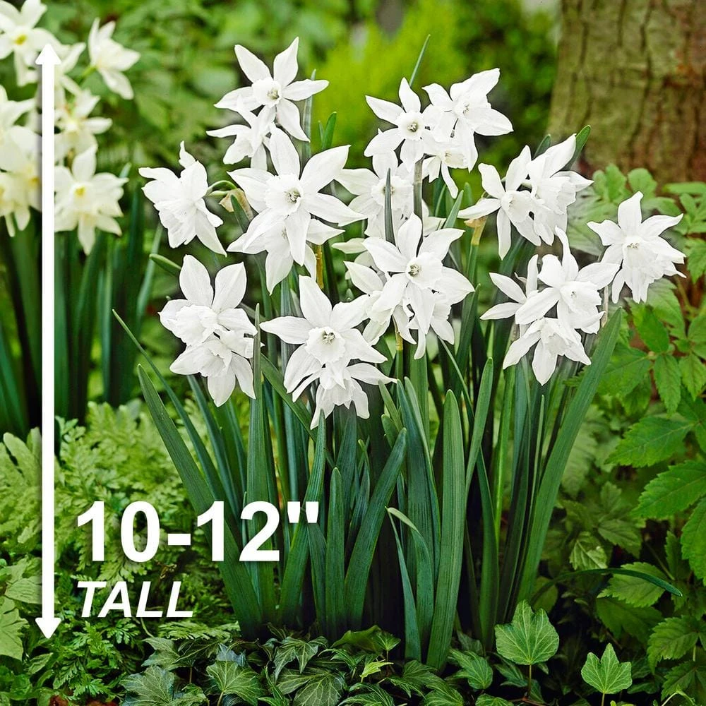 14/16 Cm, Thalia Daffodil Flower Bulbs (Bag Of 50) 5 14/16 Cm, Thalia Daffodil Flower Bulbs (Bag Of 50) - Image 3
