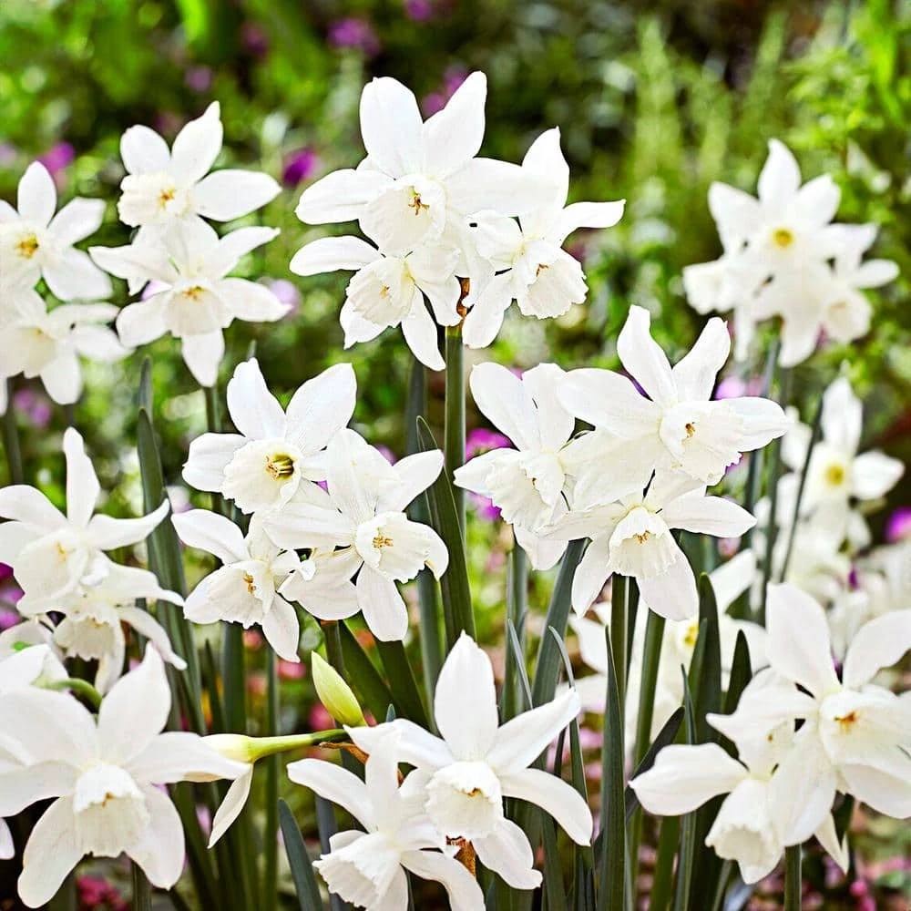 14/16 Cm, Thalia Daffodil Flower Bulbs (Bag Of 50) 3 14/16 Cm, Thalia Daffodil Flower Bulbs (Bag Of 50)