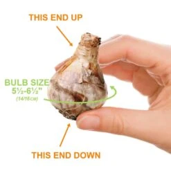 14/16 Cm Jonquil Sailboat Daffodil Flower Bulbs, Yellow (Bag Of 25) 13 14/16 Cm Jonquil Sailboat Daffodil Flower Bulbs, Yellow (Bag Of 25) -Garden State Bulb garden state bulb flower bulbs ecf 122 25 01 1f 1000