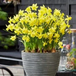 14/16 Cm Jonquil Sailboat Daffodil Flower Bulbs, Yellow (Bag Of 25) 17 14/16 Cm Jonquil Sailboat Daffodil Flower Bulbs, Yellow (Bag Of 25) -Garden State Bulb garden state bulb flower bulbs ecf 122 25 01 31 1000