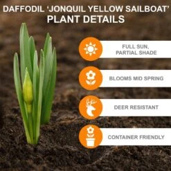 14/16 Cm Jonquil Sailboat Daffodil Flower Bulbs, Yellow (Bag Of 25) 11 14/16 Cm Jonquil Sailboat Daffodil Flower Bulbs, Yellow (Bag Of 25) -Garden State Bulb garden state bulb flower bulbs ecf 122 25 01 c3 1000