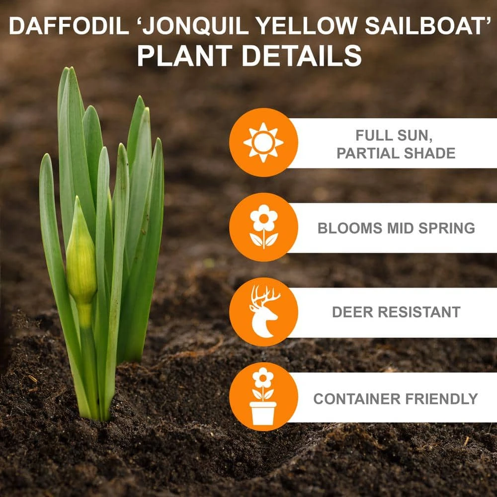 14/16 Cm Jonquil Sailboat Daffodil Flower Bulbs, Yellow (Bag Of 25) 4 14/16 Cm Jonquil Sailboat Daffodil Flower Bulbs, Yellow (Bag Of 25) - Image 2