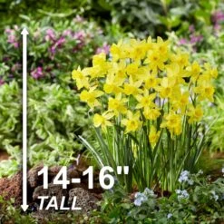 14/16 Cm, Jonquil Sailboat Daffodil Flower Bulbs, Yellow (Bag Of 250) -Garden State Bulb garden state bulb flower bulbs ecf 122 250 10 4f 1000