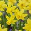 14/16 Cm, Jonquil Sailboat Daffodil Flower Bulbs, Yellow (Bag Of 50) -Garden State Bulb garden state bulb flower bulbs ecf 122 50 02 64 1000