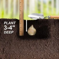 5/Plus Cm, Blue Giant Chionodoxa Glory Of The Snow Flower Bulbs (Bag Of 100) -Garden State Bulb garden state bulb flower bulbs ecf 123 100 02 44 1000