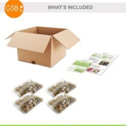 5/Plus Cm, Blue Giant Chionodoxa Glory Of The Snow Flower Bulbs (Bag Of 100) -Garden State Bulb garden state bulb flower bulbs ecf 123 100 02 76 1000