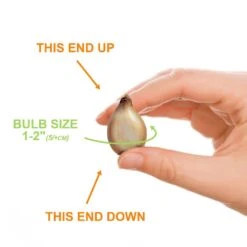 5/Plus Cm, Blue Giant Chionodoxa Glory Of The Snow Flower Bulbs (Bag Of 50) -Garden State Bulb garden state bulb flower bulbs ecf 123 50 01 1f 1000