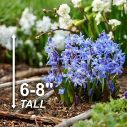 5/Plus Cm, Blue Giant Chionodoxa Glory Of The Snow Flower Bulbs (Bag Of 50) -Garden State Bulb garden state bulb flower bulbs ecf 123 50 01 4f 1000