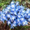 5/Plus Cm, Blue Giant Chionodoxa Glory Of The Snow Flower Bulbs (Bag Of 50)