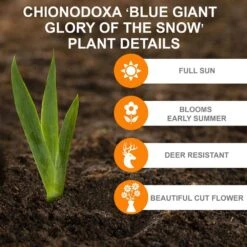 5/Plus Cm, Blue Giant Chionodoxa Glory Of The Snow Flower Bulbs (Bag Of 50) -Garden State Bulb garden state bulb flower bulbs ecf 123 50 01 c3 1000
