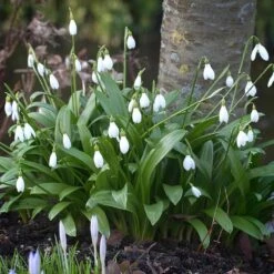 7/Plus Cm, White Single Snowdrops Galanthus Flower Bulbs (Bag Of 100) -Garden State Bulb garden state bulb flower bulbs ecf 124 100 02 31 1000