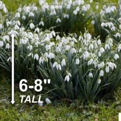 7/Plus Cm, White Single Snowdrops Galanthus Flower Bulbs (Bag Of 100) -Garden State Bulb garden state bulb flower bulbs ecf 124 100 02 4f 1000