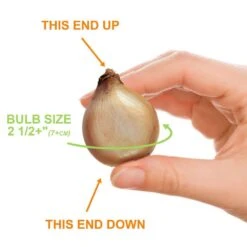 7/Plus Cm, White Single Snowdrops Galanthus Flower Bulbs (Bag Of 50) -Garden State Bulb garden state bulb flower bulbs ecf 124 50 01 1f 1000