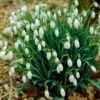 7/Plus Cm, White Single Snowdrops Galanthus Flower Bulbs (Bag Of 50) -Garden State Bulb garden state bulb flower bulbs ecf 124 50 01 64 1000