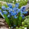 7/8 Cm, Siberian Squill Scilla Flower Bulbs (Bag Of 100)