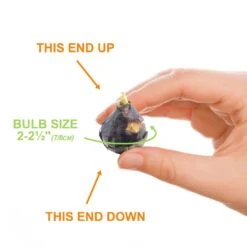 7/8 Cm, Siberian Squill Scilla Flower Bulbs (Bag Of 50) -Garden State Bulb garden state bulb flower bulbs ecf 125 50 01 1f 1000