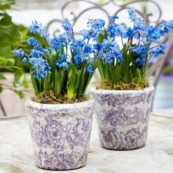 7/8 Cm, Siberian Squill Scilla Flower Bulbs (Bag Of 50) -Garden State Bulb garden state bulb flower bulbs ecf 125 50 01 31 1000