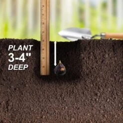 7/8 Cm, Siberian Squill Scilla Flower Bulbs (Bag Of 50) -Garden State Bulb garden state bulb flower bulbs ecf 125 50 01 44 1000