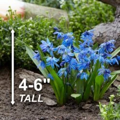 7/8 Cm, Siberian Squill Scilla Flower Bulbs (Bag Of 50) -Garden State Bulb garden state bulb flower bulbs ecf 125 50 01 4f 1000
