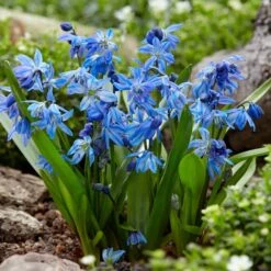 7/8 Cm, Siberian Squill Scilla Flower Bulbs (Bag Of 50)