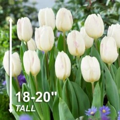 12/+ Cm White Flag Triumph Tulip Flower Bulbs (Bag Of 250) -Garden State Bulb garden state bulb flower bulbs ecf 126 250 10 4f 1000