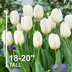 12/+ Cm White Flag Triumph Tulip Flower Bulbs (Bag Of 50) -Garden State Bulb garden state bulb flower bulbs ecf 126 50 02 4f 1000